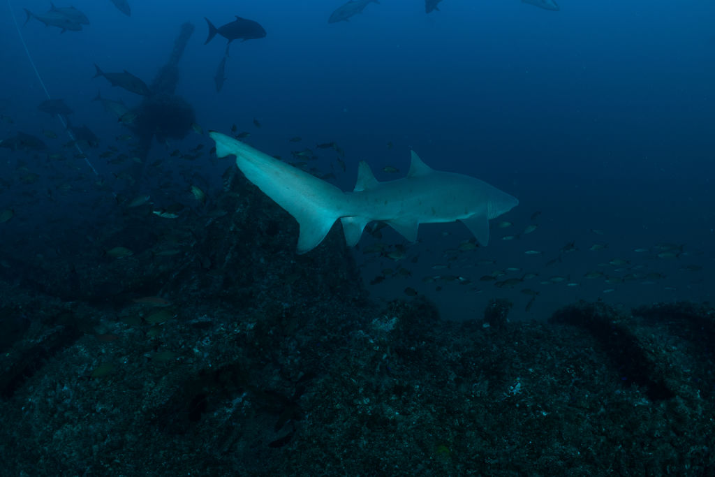 f0683af0-9833-48c9-a3d2-0bc837a5b50d