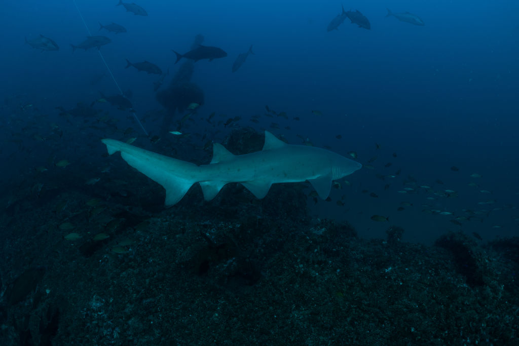 f0683af0-9833-48c9-a3d2-0bc837a5b50d