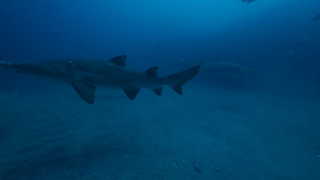 32d7a579-8723-4993-b745-8e2619a6cb9d