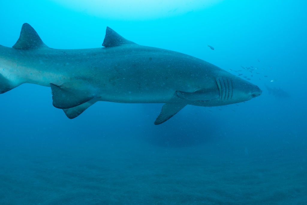 7717f99d-f722-448f-bef6-8c1fd92a528b