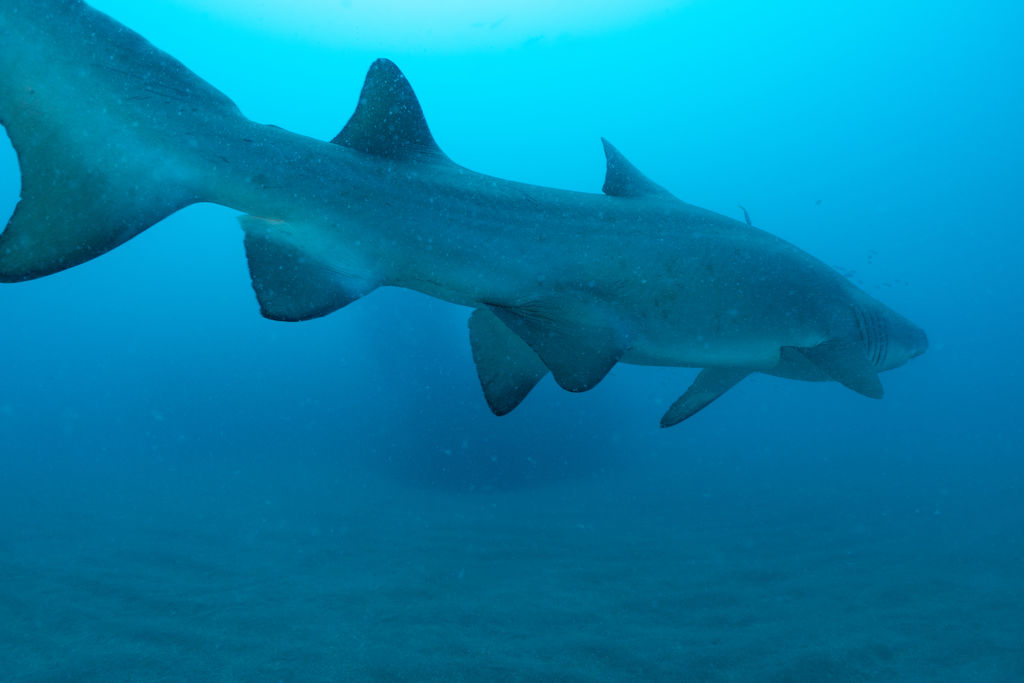 7717f99d-f722-448f-bef6-8c1fd92a528b