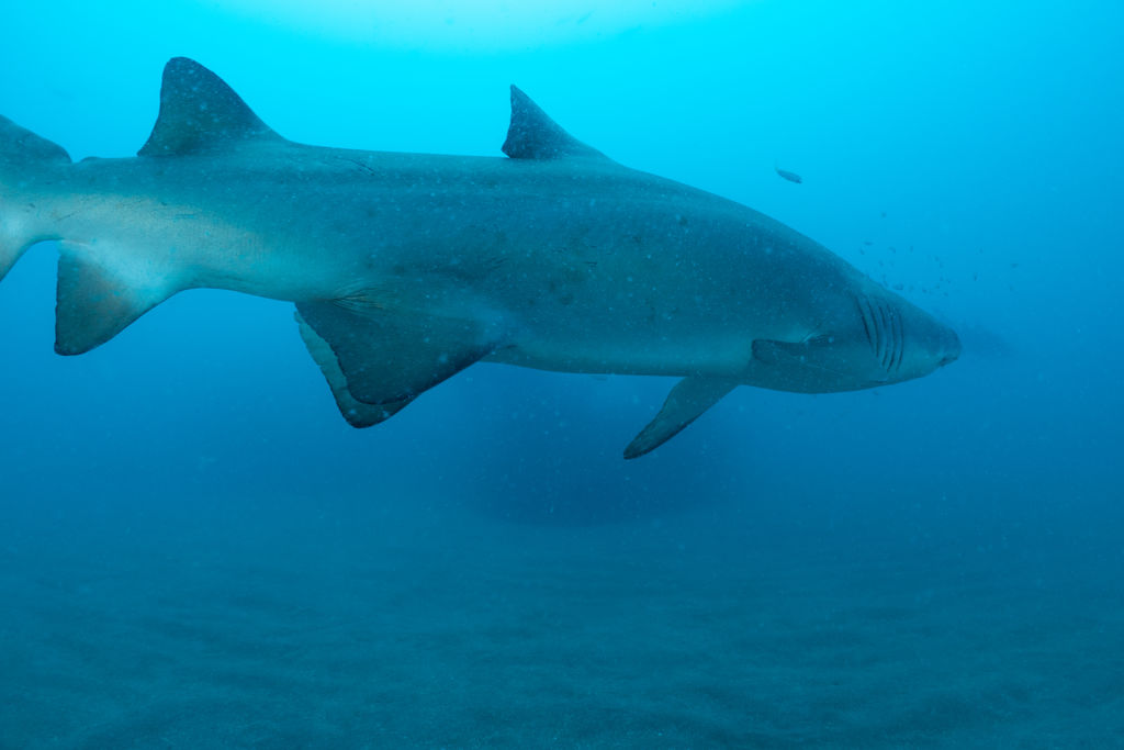 7717f99d-f722-448f-bef6-8c1fd92a528b